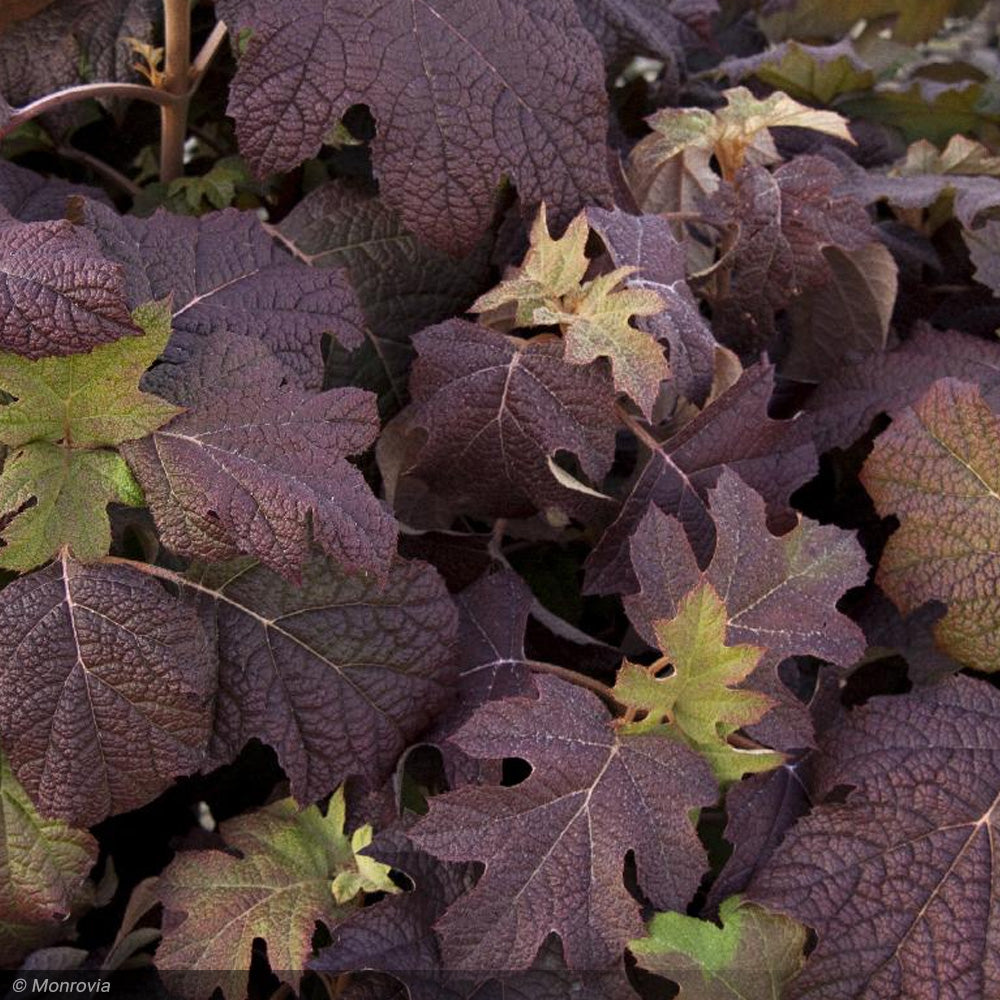 Hydrangea, Oakleaf Snow Queen #5 – Greenwood Creek Nursery