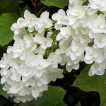 Load image into Gallery viewer, Hydrangea, Oakleaf Snowflake #7