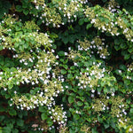 Load image into Gallery viewer, Hydrangea, Petiolaris #5