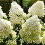 Load image into Gallery viewer, Hydrangea, Phantom #10 PT