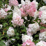 Load image into Gallery viewer, Hydrangea, Phantom #10 PT