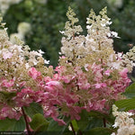 Load image into Gallery viewer, Hydrangea, Pinky Winky #3