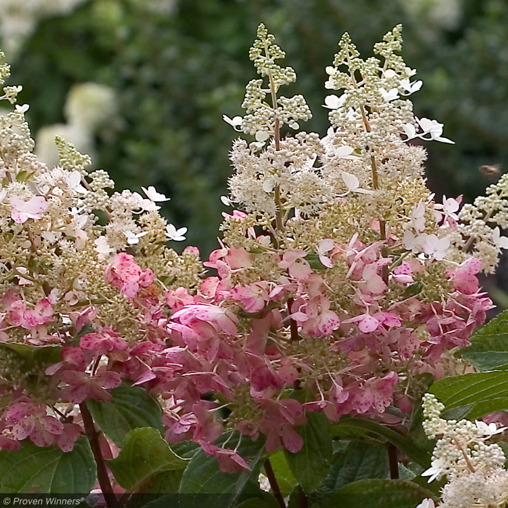 Hydrangea, Pinky Winky #3
