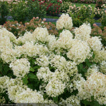 Load image into Gallery viewer, Hydrangea, Puffer Fish #7