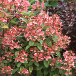 Load image into Gallery viewer, Hydrangea, Quick Fire #10 PT