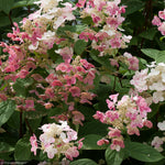 Load image into Gallery viewer, Hydrangea, Quick Fire #10 PT
