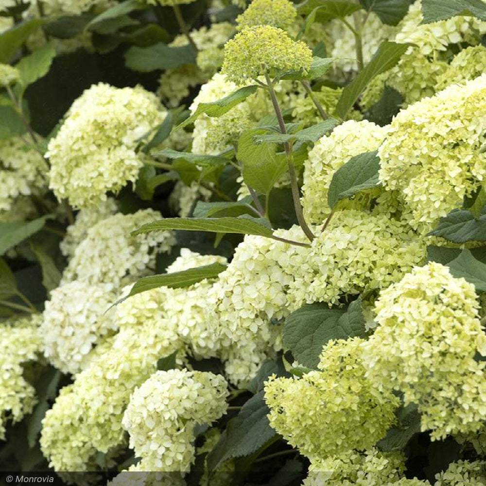 Hydrangea, Seaside Serenade, Bar Harbor #5
