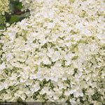 Load image into Gallery viewer, Hydrangea, Seaside Serenade, Bar Harbor #5