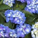 Load image into Gallery viewer, Hydrangea, Seaside Serenade, Cape Cod #2