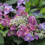 Load image into Gallery viewer, Hydrangea, Seaside Serenade, Cape May #2