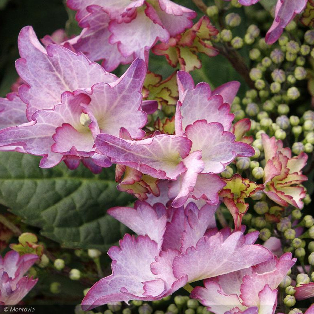 Hydrangea, Seaside Serenade, Crystal Cove #5 – Greenwood Creek Nursery