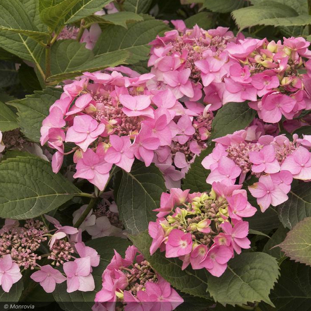 Hydrangea, Seaside Serenade, Outer Banks #2 – Greenwood Creek Nursery