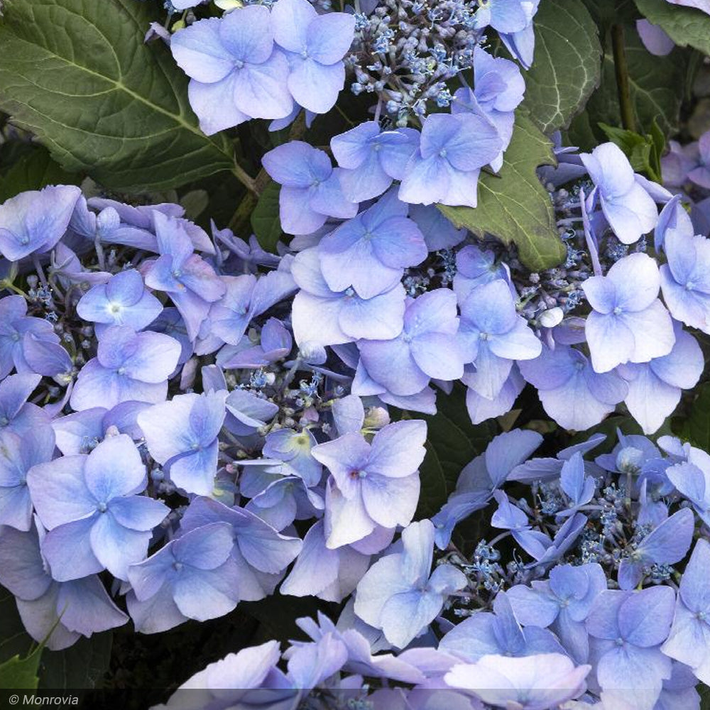 Hydrangea, Seaside Serenade, Outer Banks #5