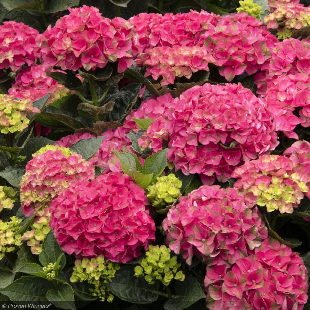 Hydrangea, Seaside Serenade, Martha's Vineyard #5 – Greenwood
