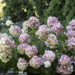 Load image into Gallery viewer, Hydrangea, Strawberry Shake #2