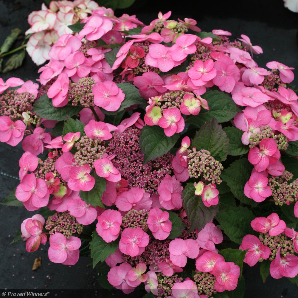 Hydrangea, Tuff Stuff #3 – Greenwood Creek Nursery
