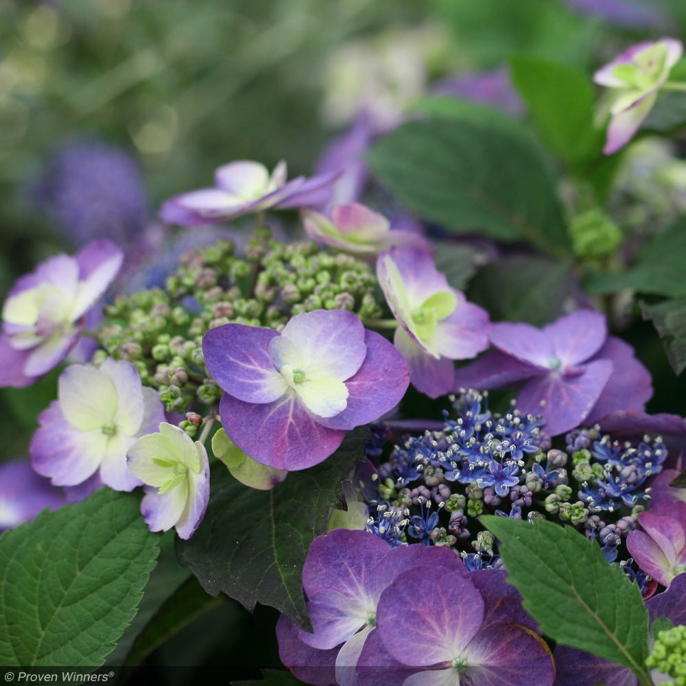 Hydrangea, Tuff Stuff #3 – Greenwood Creek Nursery