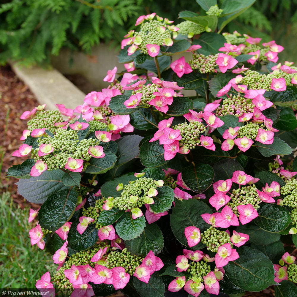 Hydrangea, Tuff Stuff Top Fun #3 – Greenwood Creek Nursery