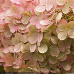 Load image into Gallery viewer, Hydrangea, Vanilla Strawberry #7