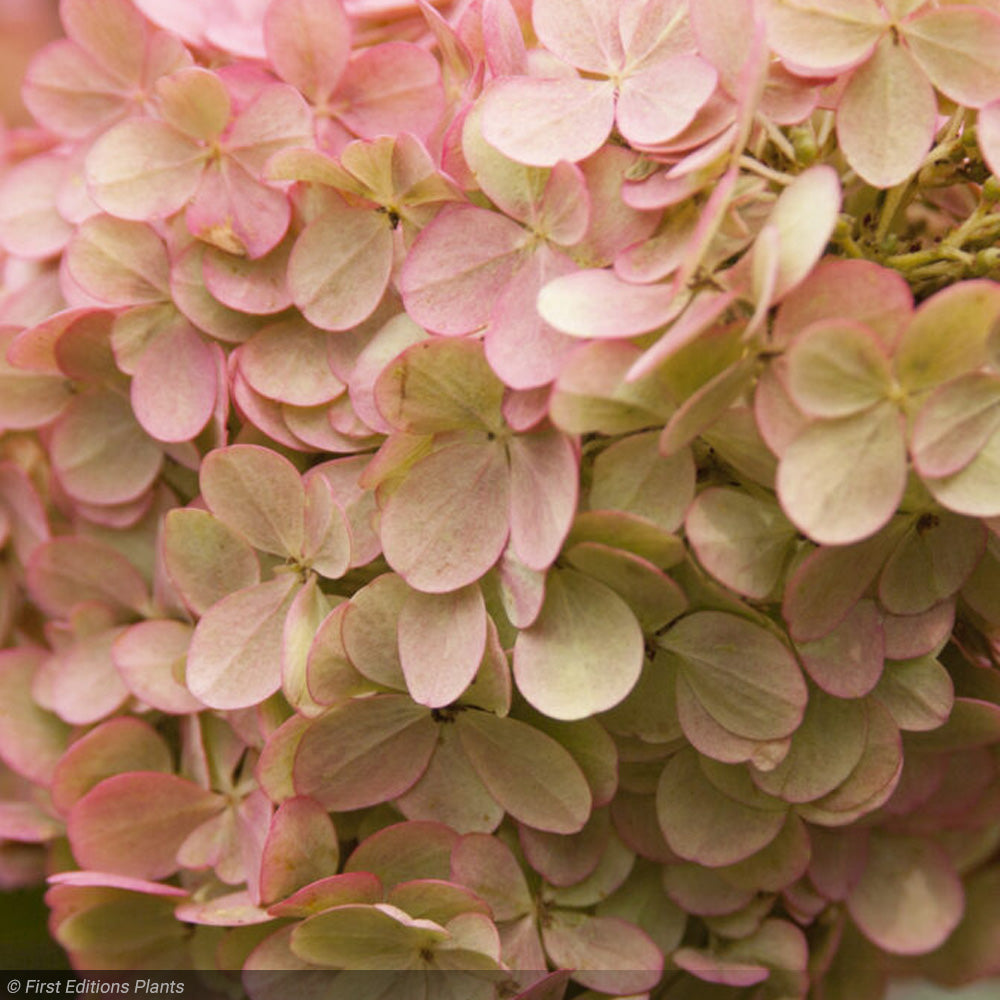 Hydrangea, Vanilla Strawberry #7