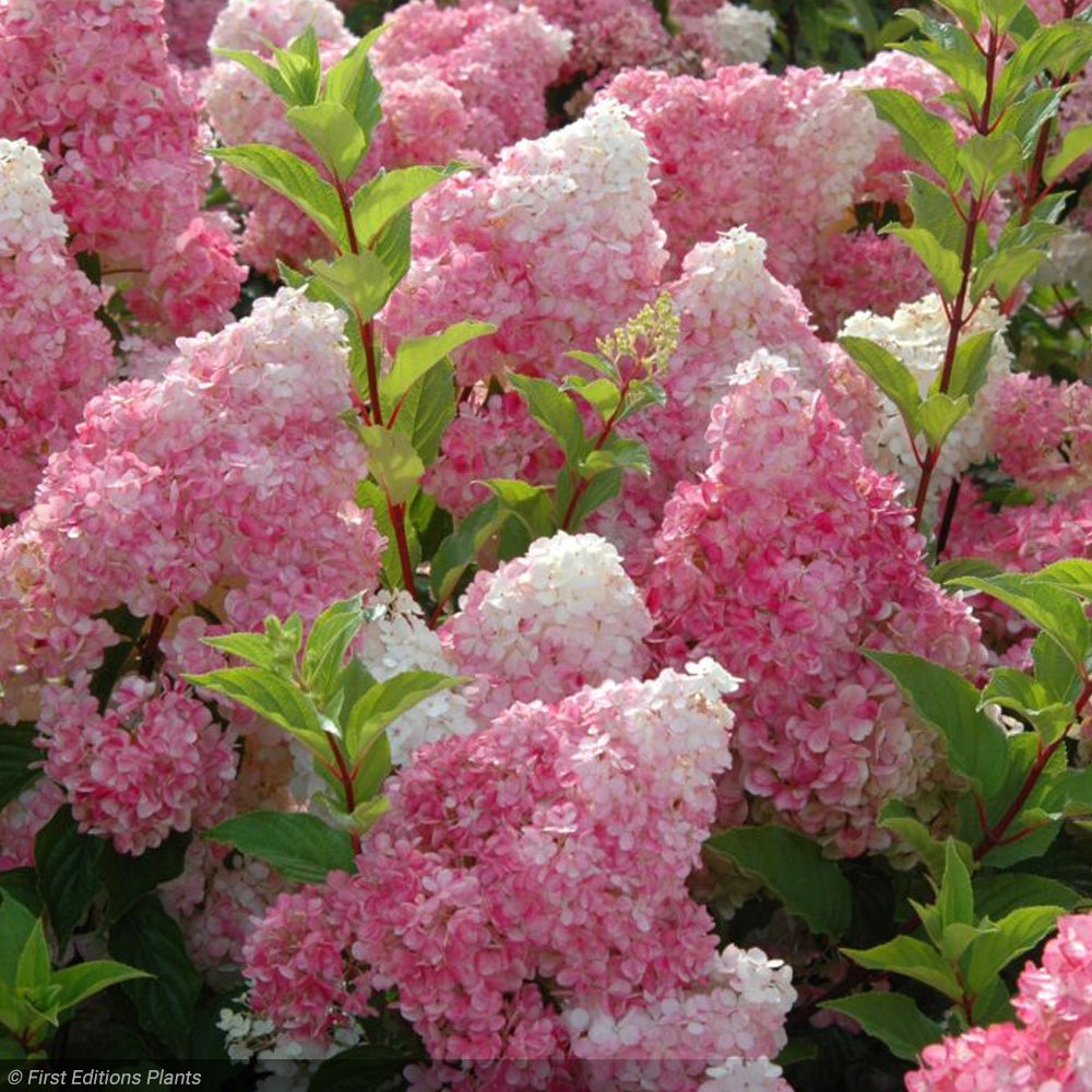Hydrangea, Vanilla Strawberry #7