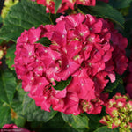 Load image into Gallery viewer, Hydrangea, Wee Bit Grumpy #3