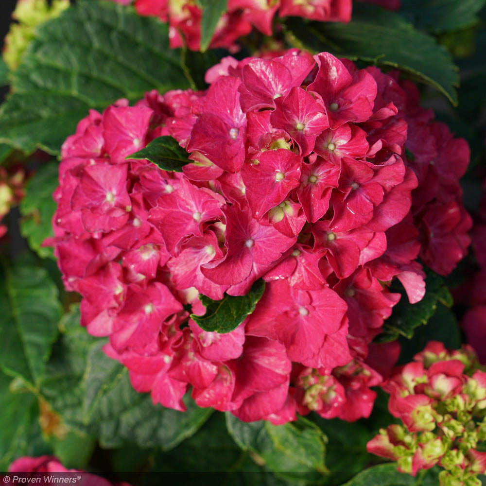 Hydrangea, Wee Bit Grumpy #3