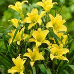 Load image into Gallery viewer, Daylily, Hyperion