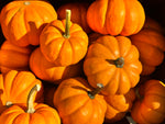 Load image into Gallery viewer, Pumpkin, Orange Mini 3 pack