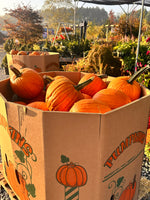 Load image into Gallery viewer, Pumpkin, Medium