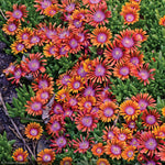 Load image into Gallery viewer, Ice Plant, Fire Spinner Qt