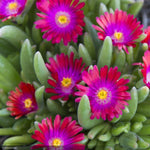 Load image into Gallery viewer, Ice Plant, Jewel of the Desert Garnet Qt