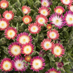 Load image into Gallery viewer, Ice Plant, Jewel of the Desert Ruby Qt