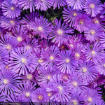 Load image into Gallery viewer, Ice Plant, Kaleidoscope Orchid Flash #1