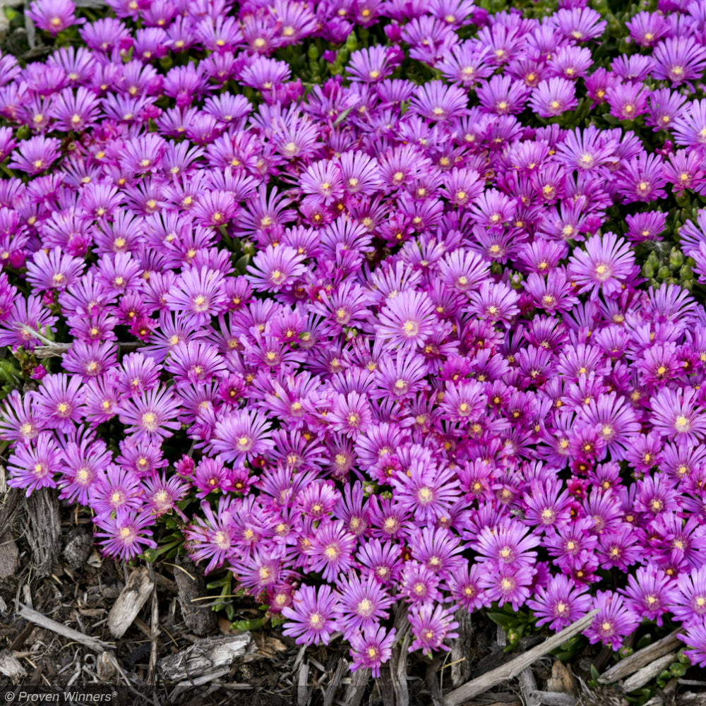Ice Plant, Kaleidoscope Orchid Flash #1 – Greenwood Creek Nursery