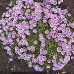 Load image into Gallery viewer, Ice Plant, Kaleidoscope Pink Radiance #1