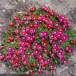 Load image into Gallery viewer, Ice Plant, Kaleidoscope Razzle Dazzle #1