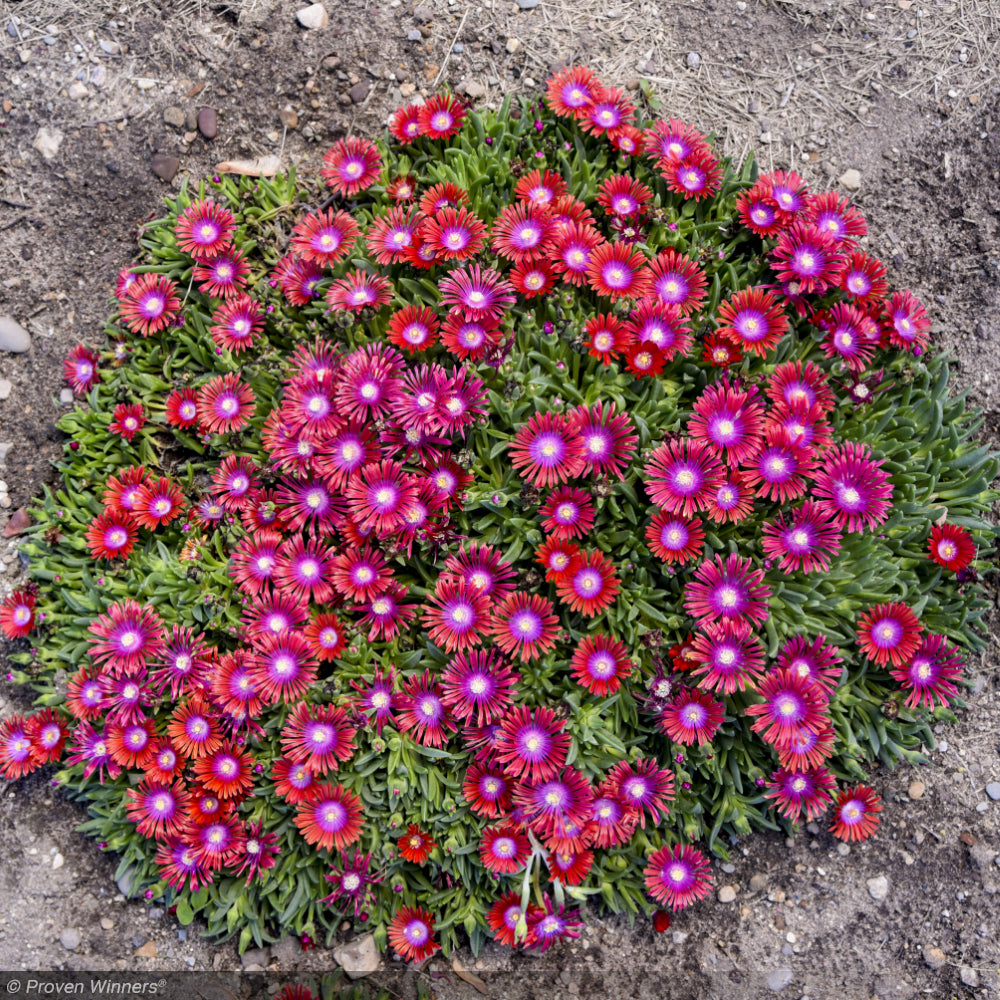 Ice Plant, Kaleidoscope Razzle Dazzle #1