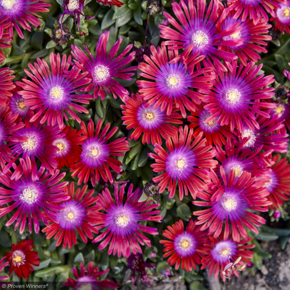 Ice Plant, Kaleidoscope Razzle Dazzle #1