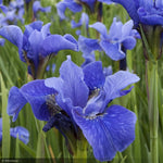 Load image into Gallery viewer, Iris, Bennerup Blue #5