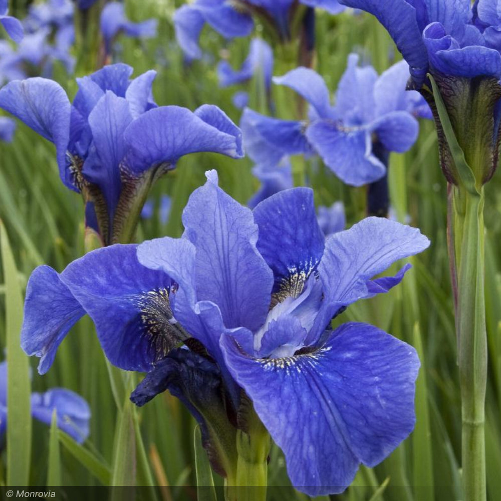Iris, Bennerup Blue #5