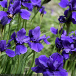 Load image into Gallery viewer, Iris, Caesar's Brother #1