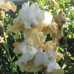 Load image into Gallery viewer, Iris, Champagne Elegance #1