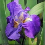 Load image into Gallery viewer, Iris, Feedback #1