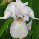 Load image into Gallery viewer, Iris, Immortality #1