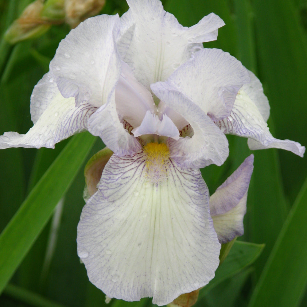 Iris, Immortality #1