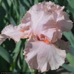 Load image into Gallery viewer, Iris, Peggy Sue #1