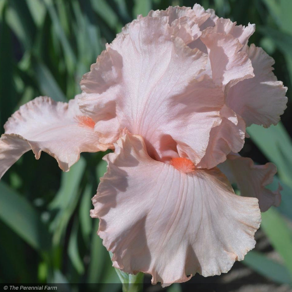Iris, Peggy Sue #1 – Greenwood Creek Nursery