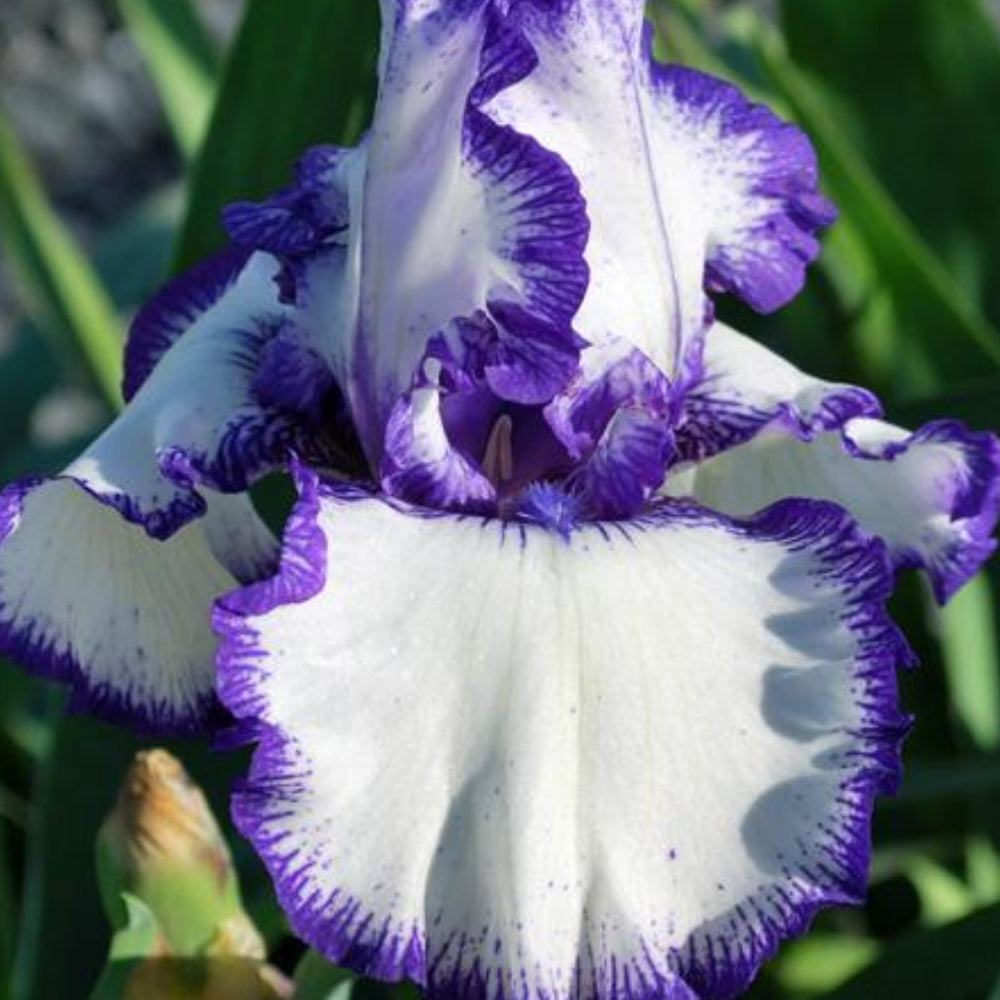 Iris, Rare Treat #1