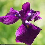 Load image into Gallery viewer, Iris, Ruby King #1